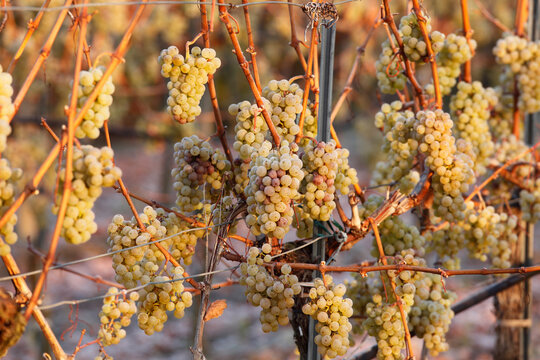 Austria, Lower Austria, Wachau, Wine grapes, close-up