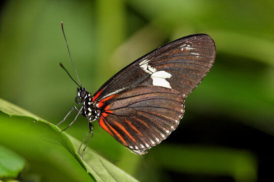 Costa Rica, Longwing butterfly on leaf
