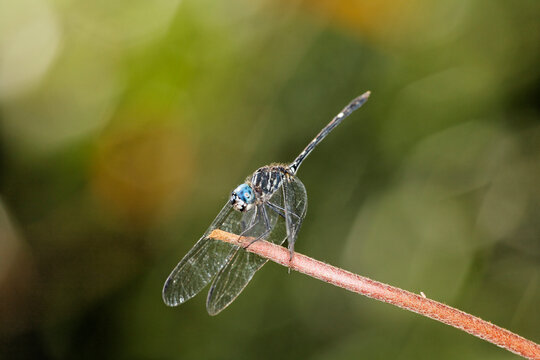 Costa Rica, Dragonfly on twig