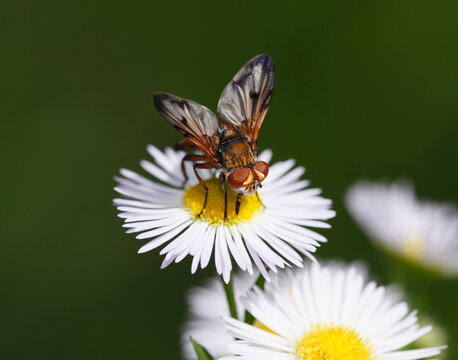 Austria, Wachau, Close up of parasitic fly on annual fleabane