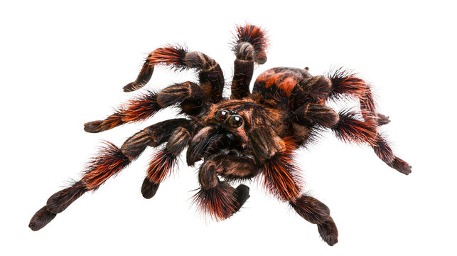 Hairy tarantula spider with orange and black legs
