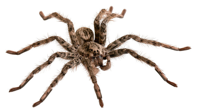 Hairy brown spider with spread legs on white