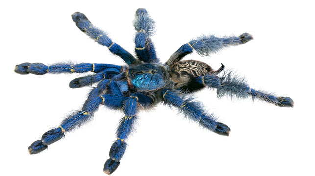 Blue Tarantula Spider with Yellow Bands on Legs