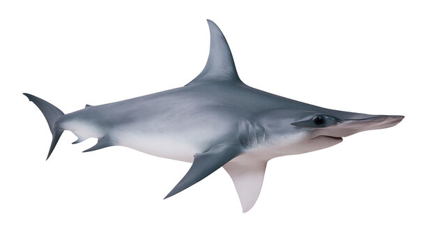 Great Hammerhead Shark swimming, side view