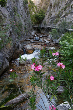 Turkey, Antalya Province, Alanya, Taurus Mountains, Sapadere Canyon, oleander and river