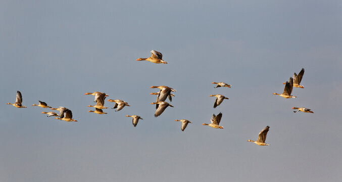 Austria, Burgenland, grey geese, Anser anser, flying