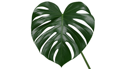 Monstera Deliciosa leaf with fenestrations © Thaddeus