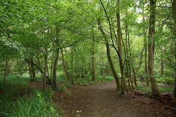 Fototapeta premium Tree in Broaks Wood, unusual shape, tree trunk, suffolk, uk, june 2026