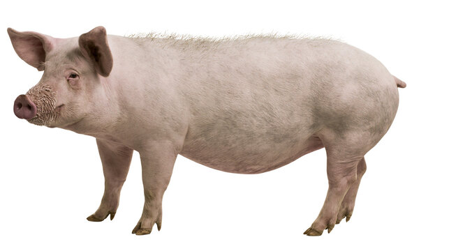 Pink pig standing profile view