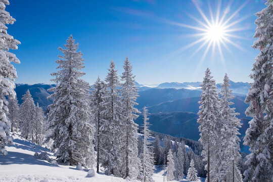 Germany, Upper Bavaria, Lenggries, snow-covered spruces at Brauneck