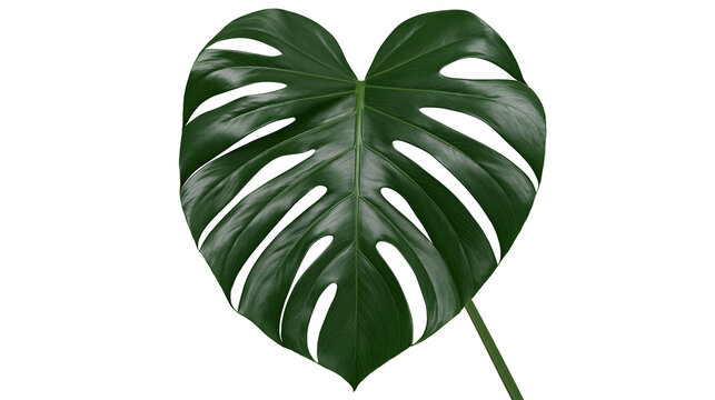 Monstera Deliciosa leaf with fenestrations