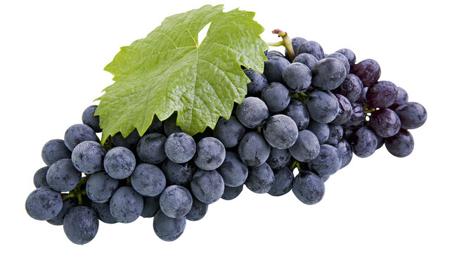 Dark blue grapes with green leaf on stem