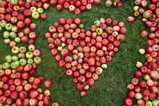 Germany, Schleswig-Holstein, Heart shaped with apples