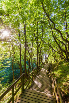 Denmark, Mon Island, Mons Klint, Wooden path in forest