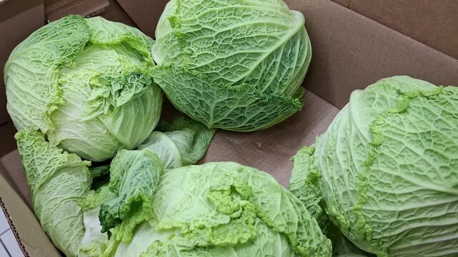 Fresh green savoy and white cabbage heads displayed for sale, healthy vegetable choice, farm produce, vegetarian cooking.