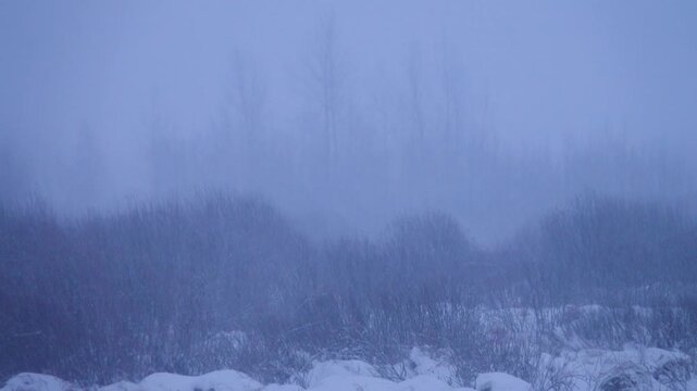 Meteorology. A wall of snow. A thick spring snowfall on the background of the edge of a bare black forest. Weather change from frost to thaw in northern Europe