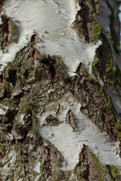 Tight vertical view of a birch tree trunk showing white papery bark, rough dark fissures, and green moss nestled in crevices. Soft natural side light