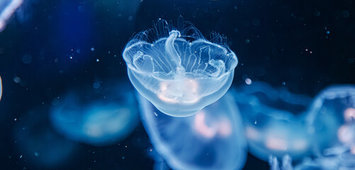 Serene blue neon medusa close up as calm meditation and sound healing concept background © Minakryn Ruslan 