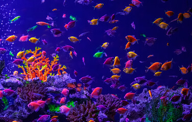 Fototapeta premium Neon colorful tropical fish background for creative cyber web design banner
