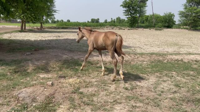 Brown horse foal grazing in a green rural field during daytime