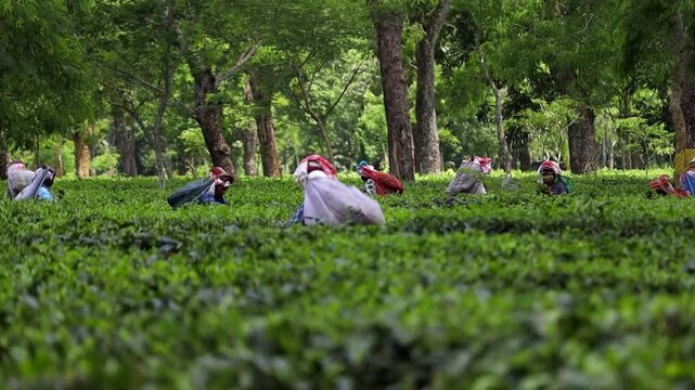 Dibrugarh, Assam, India &ndash; 5 August 2026: Tea workers harvest fresh leaves among rows of lush green tea bushes in a scenic plantation surrounded by mature trees.