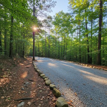 Serene Gravel Pathway Through Lush Green Forest in Bright Sunshine