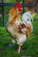 Domestic cockerel with red comb and beautiful brown and white feathers posing outdoors in natural light. © Stanislav