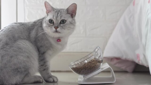 Side view of cute shorthair silver cat enjoying meal from ergonomic raised pet bowl at home.
