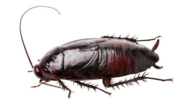 Large dark brown cockroach with long antennae and spiky legs