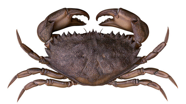 Brown crab with sharp claws and spiky carapace