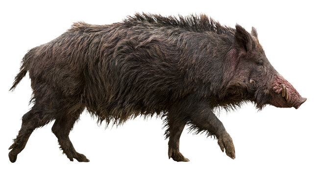 Wild boar with shaggy dark fur and tusks walking