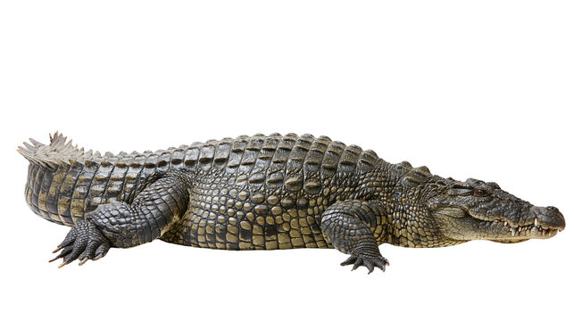 Large Nile crocodile with textured scales and sharp teeth