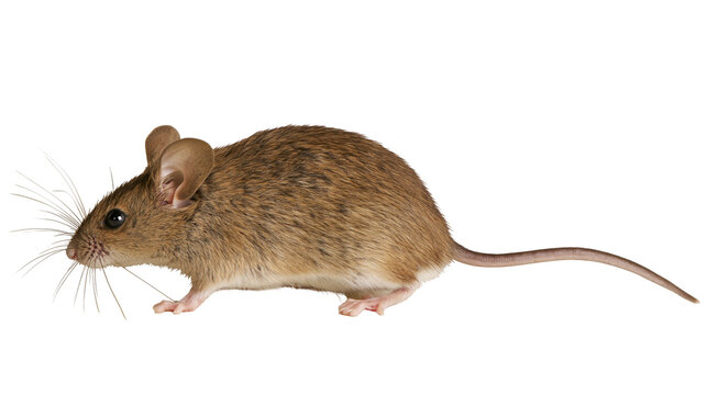 Brown mouse with long tail and whiskers on white
