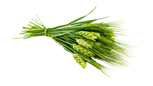 Bundle of fresh green wheat ears with long stalks