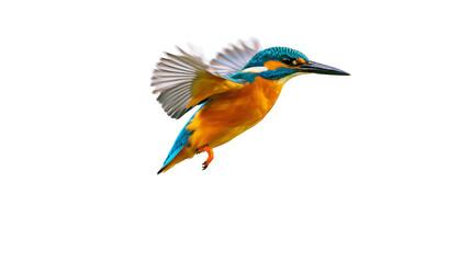 Fototapeta premium Common Kingfisher bird in flight with wings spread