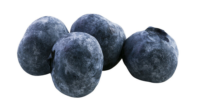 Four ripe blueberries with dusty bloom, close-up studio shot