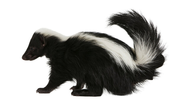 Black and white striped skunk with bushy tail