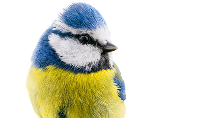 Blue tit bird with yellow and blue feathers © Ophelia