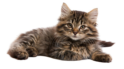 Fototapeta premium Fluffy tabby kitten lying down with alert expression
