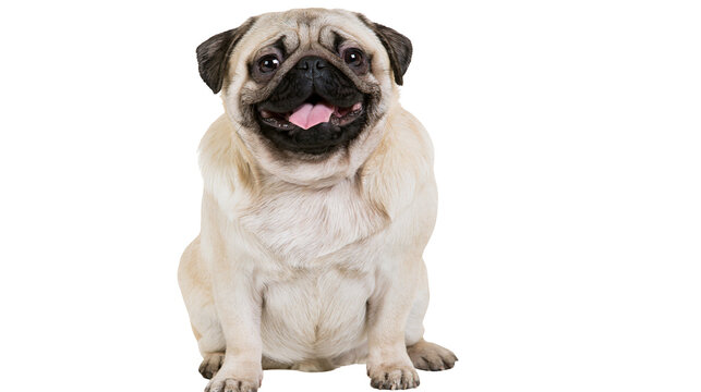 Fawn pug dog sitting with tongue out