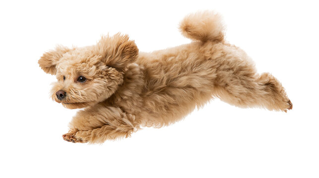 Fluffy light brown poodle dog jumping mid-air