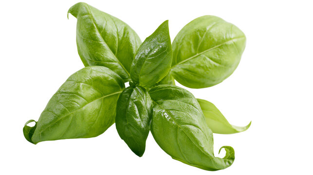 Fresh green basil leaves sprig close-up