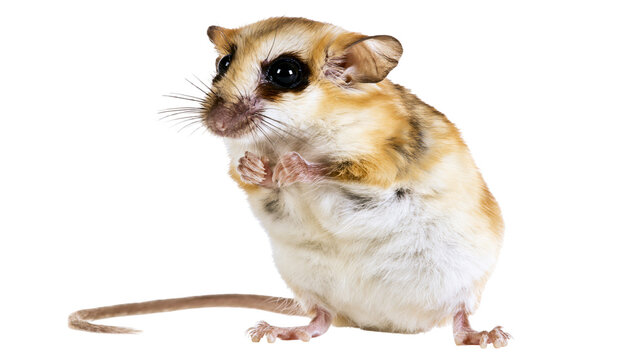 Small rodent with large black eyes and long tail