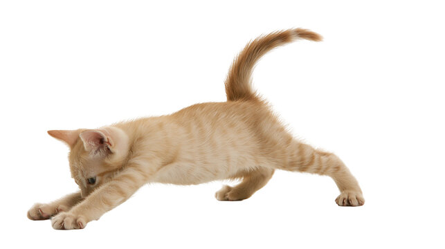 Orange tabby kitten stretching on white