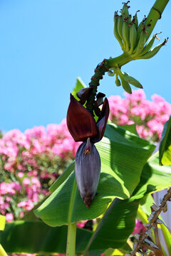 Banana tree with flower and bananas, Rhodes island, Greece.