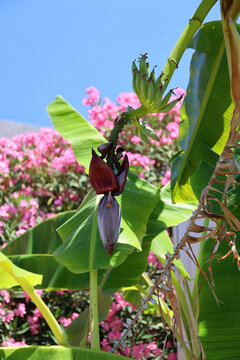 Banana tree with flower and bananas, Rhodes island, Greece.