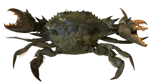 Large aggressive mud crab with open claws and sharp spikes