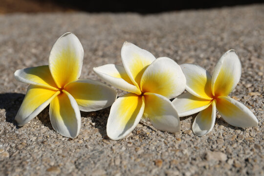 Plumeria flowers,, Rhodes island.