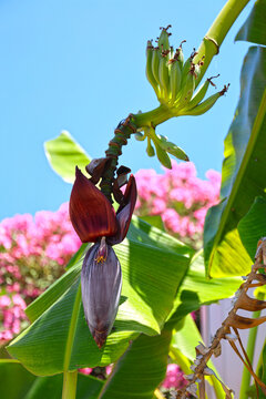 Banana tree with flower and bananas, Rhodes island, Greece.