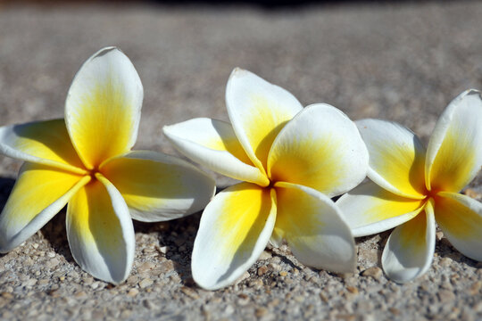 Plumeria flowers,, Rhodes island.